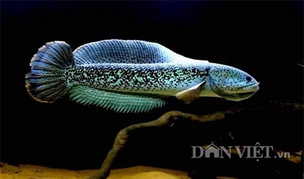 chiem nguong loai ca loc hoang de gia nghin do moi vao viet nam hinh anh 1