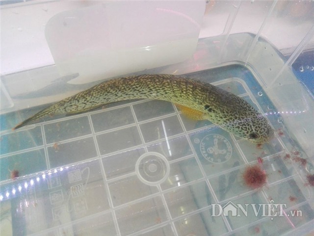 chiem nguong loai ca loc hoang de gia nghin do moi vao viet nam hinh anh 7