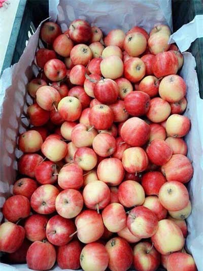 táo đá mini, hoa quả Trung Quốc, hoa quả Việt Nam