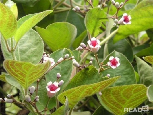 Image result for giá lá mơ lông, mọc hoang