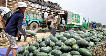 hoa quả, hoa quả việt nam, hoa quả xuất khẩu, hoa quả nhập khẩu, dưa hấu, thanh long, vú sữa, bưởi, chuối, vải thiều, hoa quả trung quốc