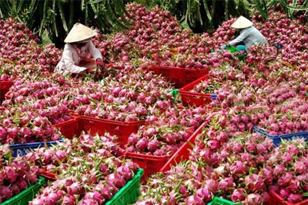 hoa quả, hoa quả việt nam, hoa quả xuất khẩu, hoa quả nhập khẩu, dưa hấu, thanh long, vú sữa, bưởi, chuối, vải thiều, hoa quả trung quốc