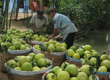 hoa quả, hoa quả việt nam, hoa quả xuất khẩu, hoa quả nhập khẩu, dưa hấu, thanh long, vú sữa, bưởi, chuối, vải thiều, hoa quả trung quốc