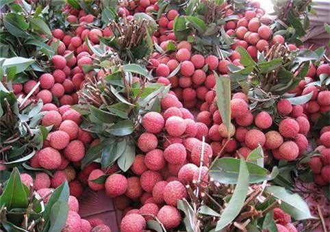hoa quả, hoa quả việt nam, hoa quả xuất khẩu, hoa quả nhập khẩu, dưa hấu, thanh long, vú sữa, bưởi, chuối, vải thiều, hoa quả trung quốc