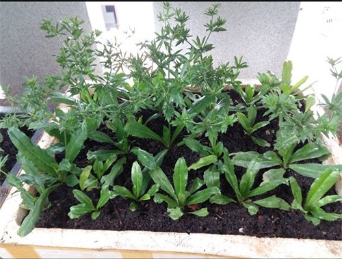 chong phan doi, 8x vung tau “len” trong rau sach tren ban cong - 10