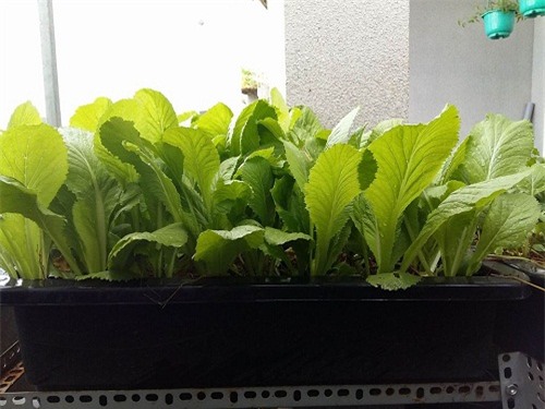 chong phan doi, 8x vung tau “len” trong rau sach tren ban cong - 12