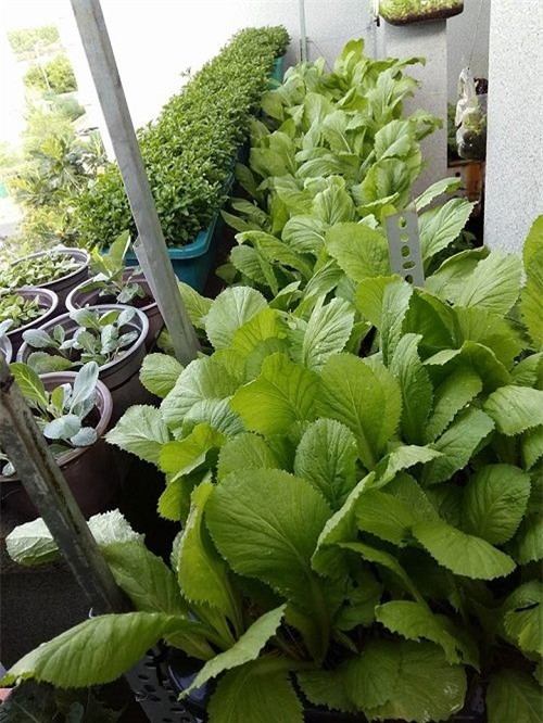 chong phan doi, 8x vung tau “len” trong rau sach tren ban cong - 13