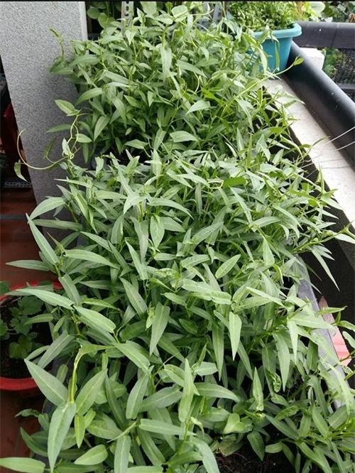 chong phan doi, 8x vung tau “len” trong rau sach tren ban cong - 15