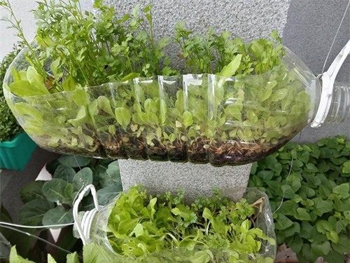 chong phan doi, 8x vung tau “len” trong rau sach tren ban cong - 16