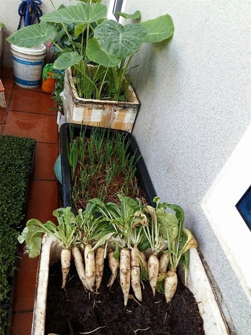 chong phan doi, 8x vung tau “len” trong rau sach tren ban cong - 17