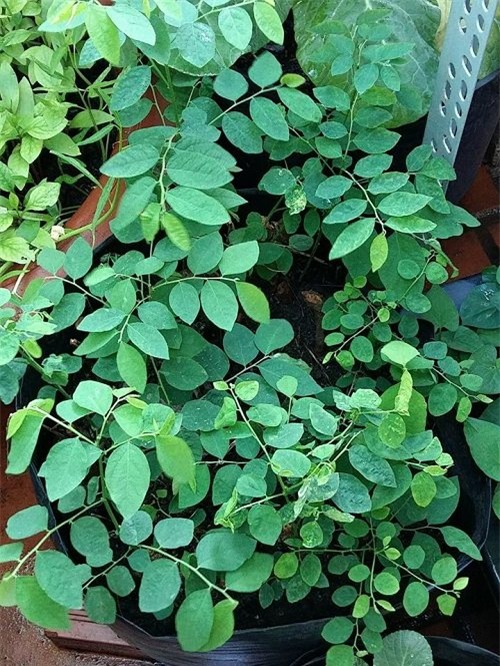 chong phan doi, 8x vung tau “len” trong rau sach tren ban cong - 18