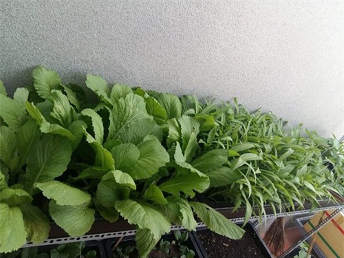 chong phan doi, 8x vung tau “len” trong rau sach tren ban cong - 7