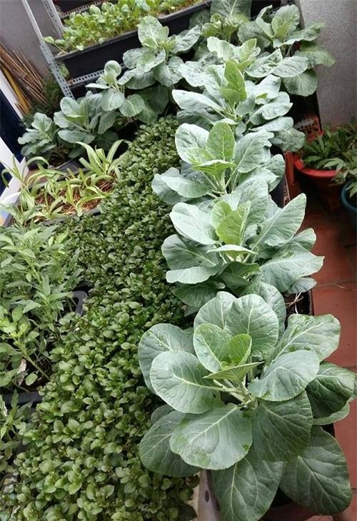 chong phan doi, 8x vung tau “len” trong rau sach tren ban cong - 8