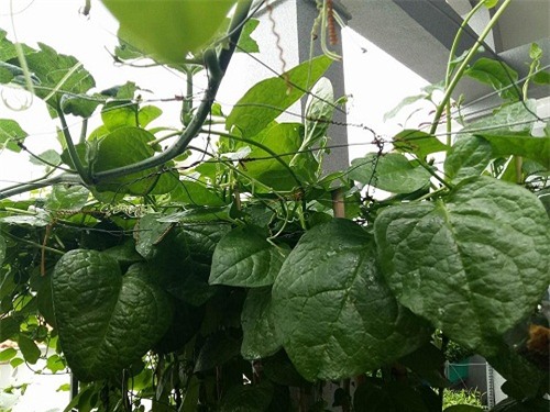 chong phan doi, 8x vung tau “len” trong rau sach tren ban cong - 9