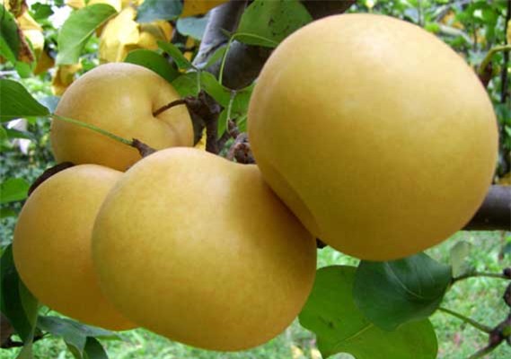 lê hàn quốc, lê trung quốc, hoa quả nhập khẩu, dân hà thành, hoa quả hàn quốc, lê nâu Hàn Quốc