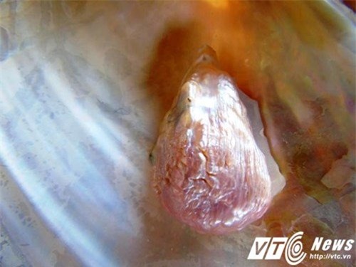 Phát hiện, ngọc trai, tượng Phật, Quảng Bình, trai lấy ngọc, ngư dân, kho báu, đá quý, bắt được