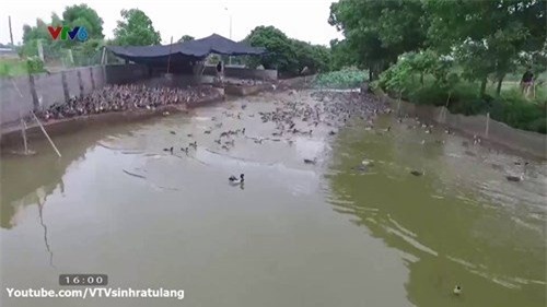 Thanh niên, vịt trời, tiền tỷ, thu tiền tỷ, nông dân, nuôi vịt, nuôi gà, chăn nuôi, tỷ phú,