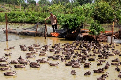 Thanh niên, vịt trời, tiền tỷ, thu tiền tỷ, nông dân, nuôi vịt, nuôi gà, chăn nuôi, tỷ phú,