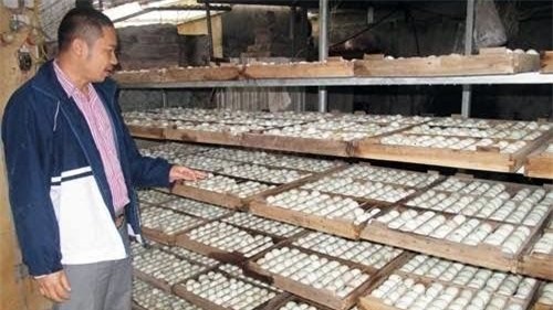 Thanh niên, vịt trời, tiền tỷ, thu tiền tỷ, nông dân, nuôi vịt, nuôi gà, chăn nuôi, tỷ phú,