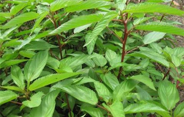 bi quyet lam dep va giu dang cua lan khue hinh 14