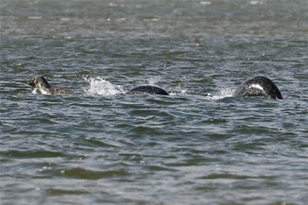 chup duoc hinh anh ro net nhat ve 'quai vat ho loch ness' hinh anh 1