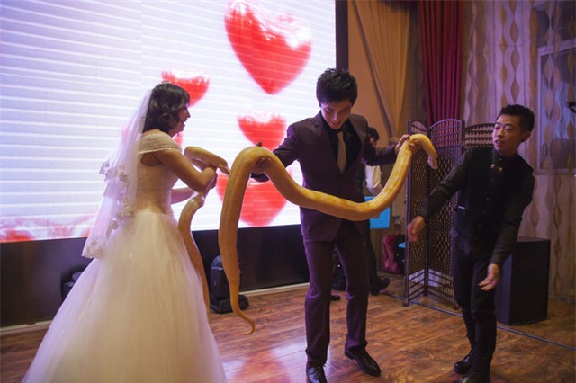 Khách mời há hốc miệng khi cô dâu chú rể tặng nhau đôi trăn vàng làm vật chứng tình yêu - Ảnh 1.