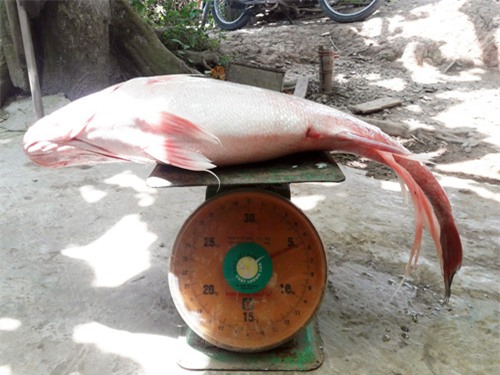 Cá sủ vàng khủng mắc lưới ngư dân, thương lái trả giá nửa tỷ-1