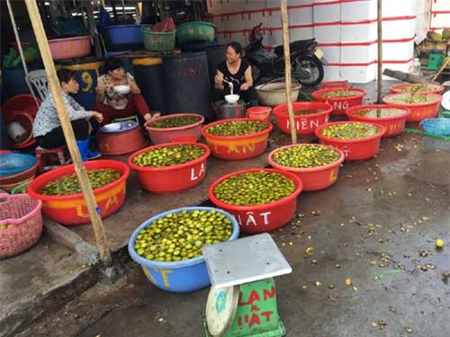 hồng giòn, hồng giòn Trung Quốc, hồng giòn Việt Nam, hoa quả Trung Quốc, hoa quả Tàu, quả hồng