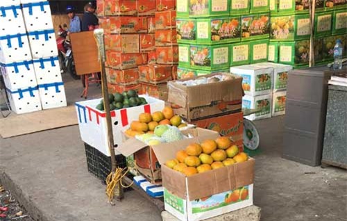 hồng giòn, hồng giòn Trung Quốc, hồng giòn Việt Nam, hoa quả Trung Quốc, hoa quả Tàu, quả hồng