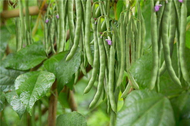 Trồng rau, rau củ, rau ăn, bắp cải, su hào, cải ngọt, cà rốt, rau sạch, ban công, vườn rau,