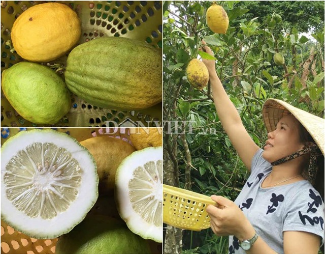 chanh to như đu đủ, Quảng Ngãi, thôn Quế, quả khủng, trái khủng, trồng chanh, vườn cây