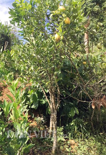 chanh to như đu đủ, Quảng Ngãi, thôn Quế, quả khủng, trái khủng, trồng chanh, vườn cây