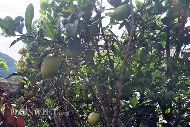 chanh to như đu đủ, Quảng Ngãi, thôn Quế, quả khủng, trái khủng, trồng chanh, vườn cây