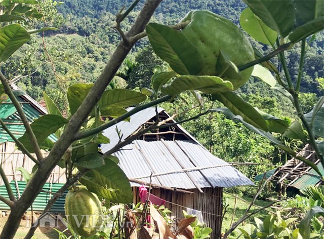 chanh to như đu đủ, Quảng Ngãi, thôn Quế, quả khủng, trái khủng, trồng chanh, vườn cây