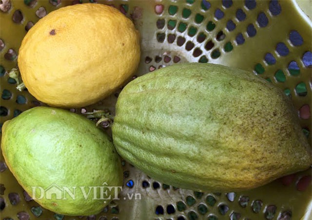 chanh to như đu đủ, Quảng Ngãi, thôn Quế, quả khủng, trái khủng, trồng chanh, vườn cây