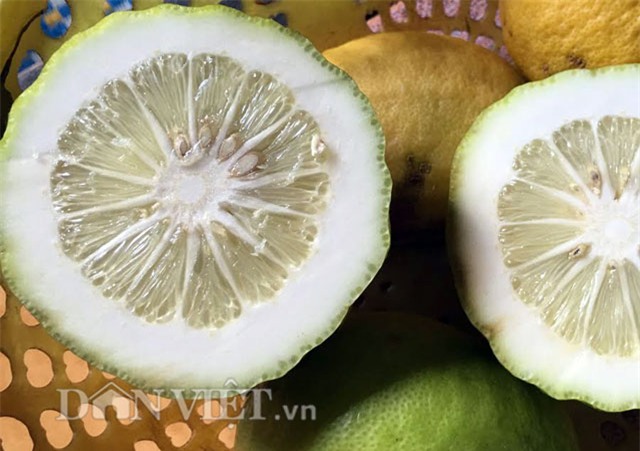 chanh to như đu đủ, Quảng Ngãi, thôn Quế, quả khủng, trái khủng, trồng chanh, vườn cây