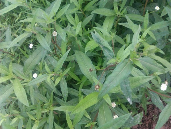 Những bài thuốc từ cây nhọ nồi