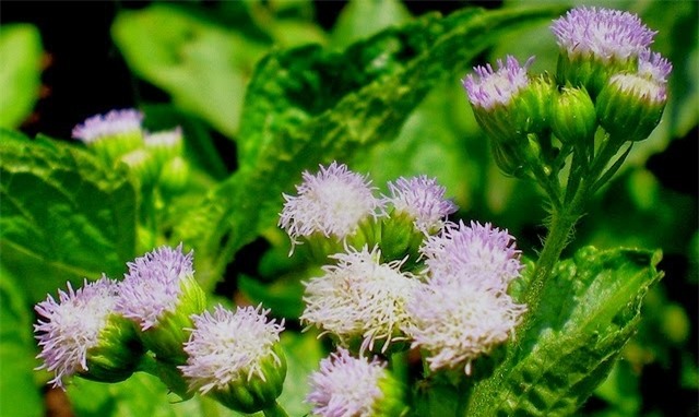 Có nên dùng cây cứt lợn để trị viêm xoang cho trẻ?