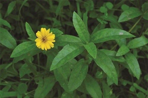 Hình ảnh: Công dụng chữa bệnh khó tin của cây sài đất số 2