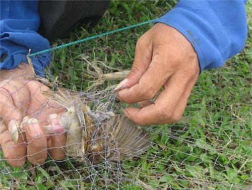 săn chim, thợ bẫy chim, bẫy chim, chim trời, máy cát-sét, chim di trú, bẫy chim ở Diễn Châu, nhậu thịt chim