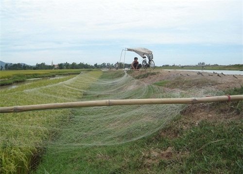săn chim, thợ bẫy chim, bẫy chim, chim trời, máy cát-sét, chim di trú, bẫy chim ở Diễn Châu, nhậu thịt chim