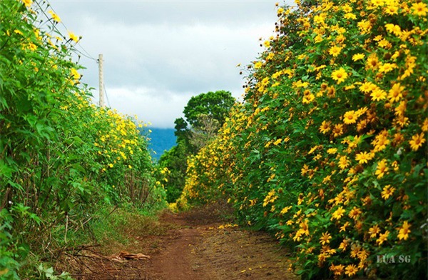 hoa dã quỳ