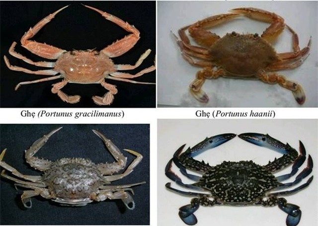 Một số hải sản tầng đáy Bộ Y tế khuyến cáo không sử dụng - Nguồn: Viện nghiên cứu Hải sản