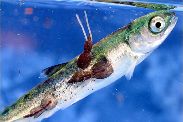 Cá hồi nuôi là thực phẩm độc hại nhất thế giới? - Ảnh 2.