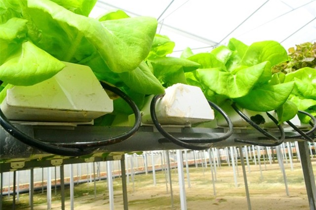 Rau thuy canh thu hoach 15 vu moi nam, an khong can rua hinh anh 10