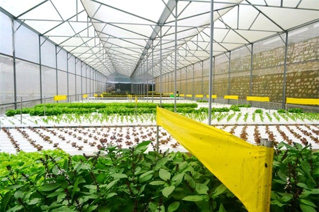 Rau thuy canh thu hoach 15 vu moi nam, an khong can rua hinh anh 12