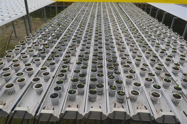 Rau thuy canh thu hoach 15 vu moi nam, an khong can rua hinh anh 3