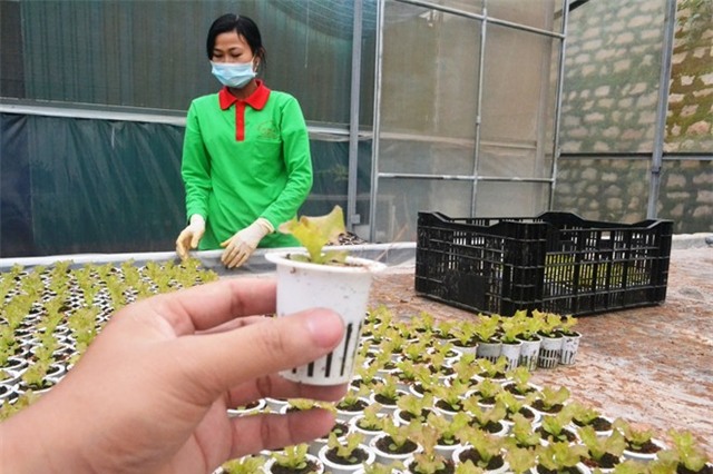 Rau thuy canh thu hoach 15 vu moi nam, an khong can rua hinh anh 5