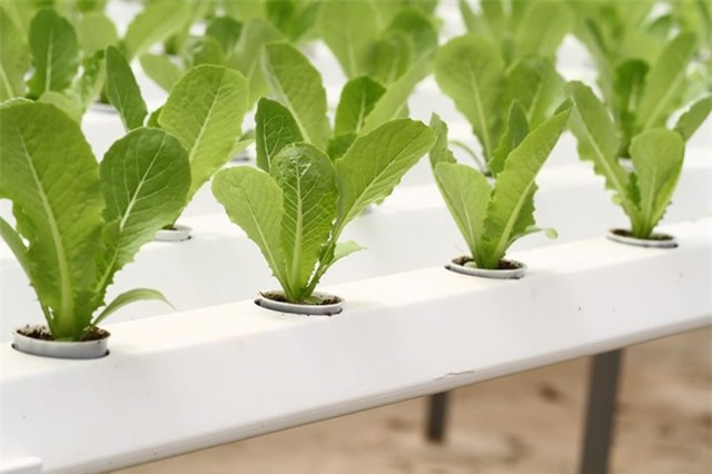 Rau thuy canh thu hoach 15 vu moi nam, an khong can rua hinh anh 6