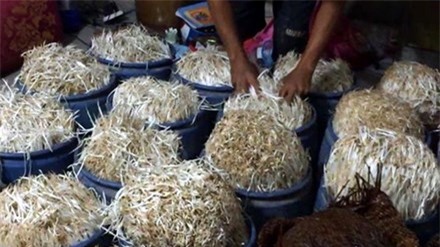 Giá đỗ được sử dụng hóa chất để sản xuất. Ảnh: Vnexpress